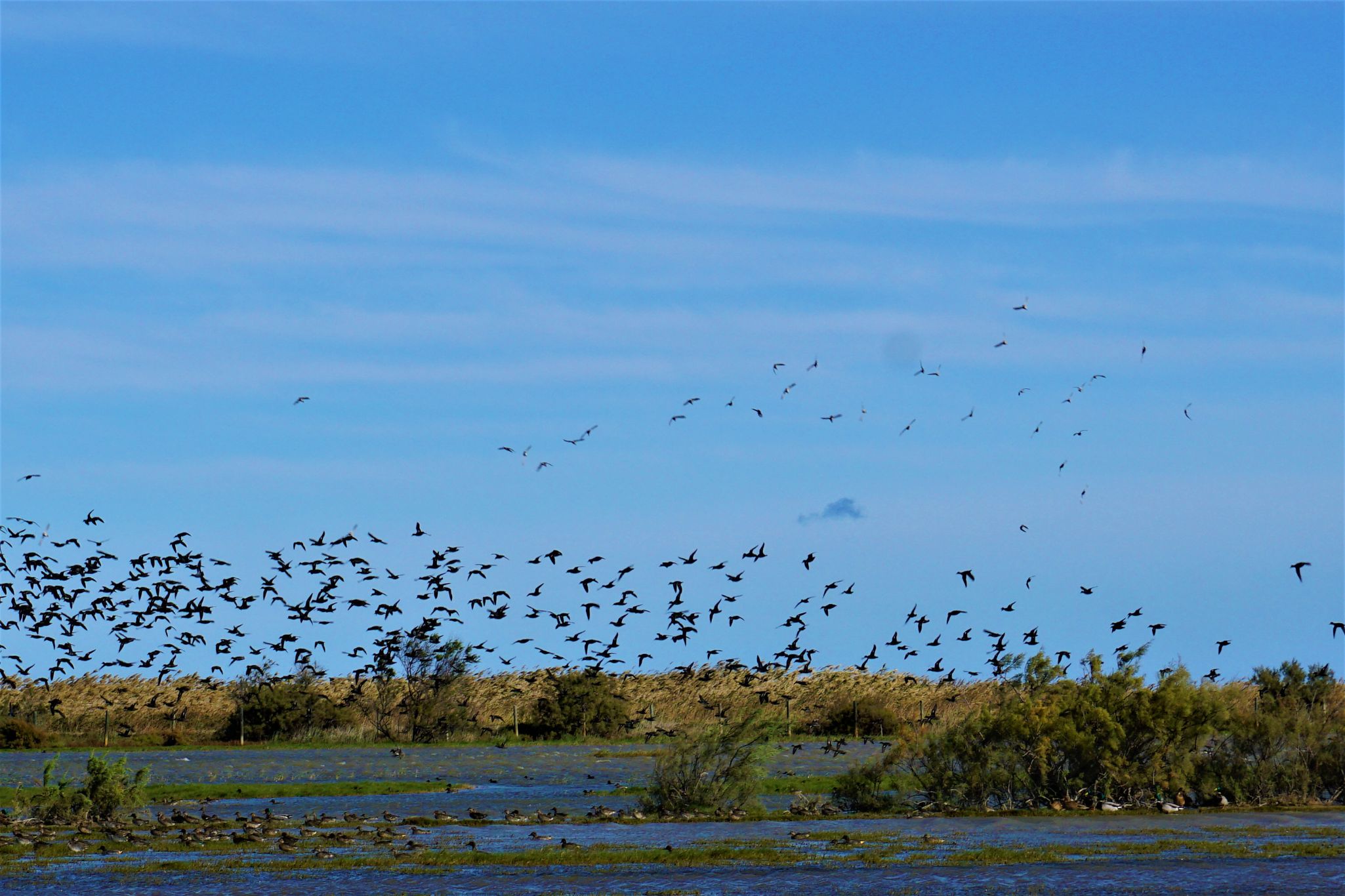 Estampida Aves